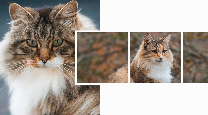 Норвежская лесная кошка фото