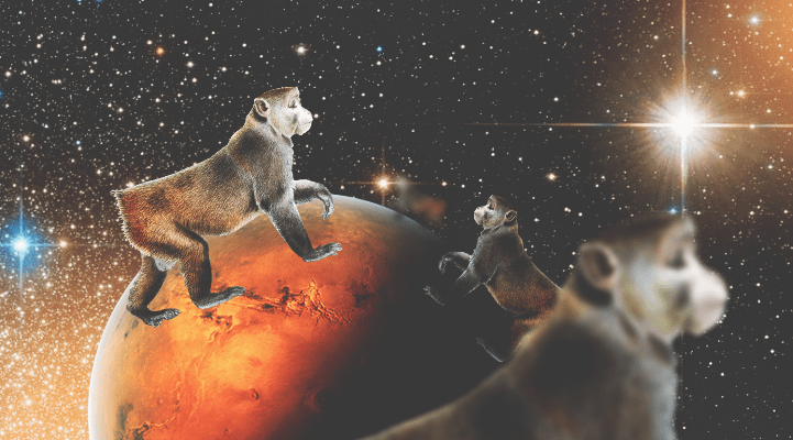 Животные В Космосе Фото